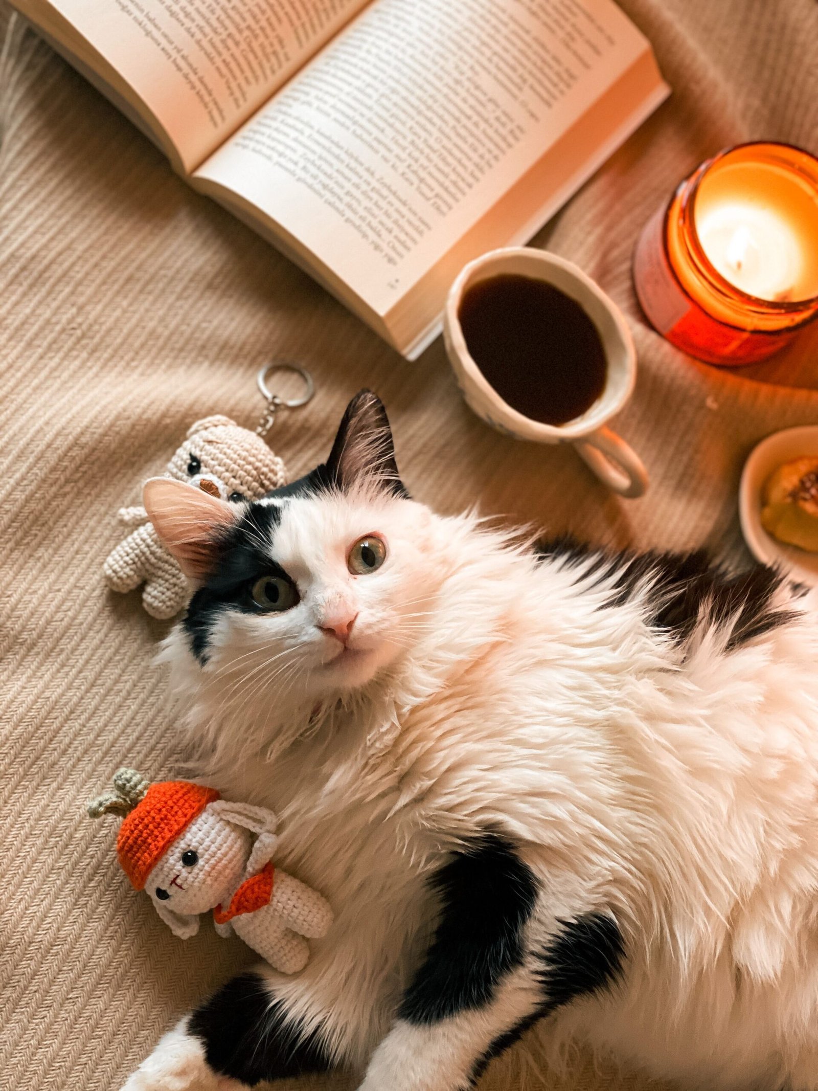 A fluffy cat relaxes on a bed surrounded by a book, plush toy, and coffee, creating a cozy atmosphere.
