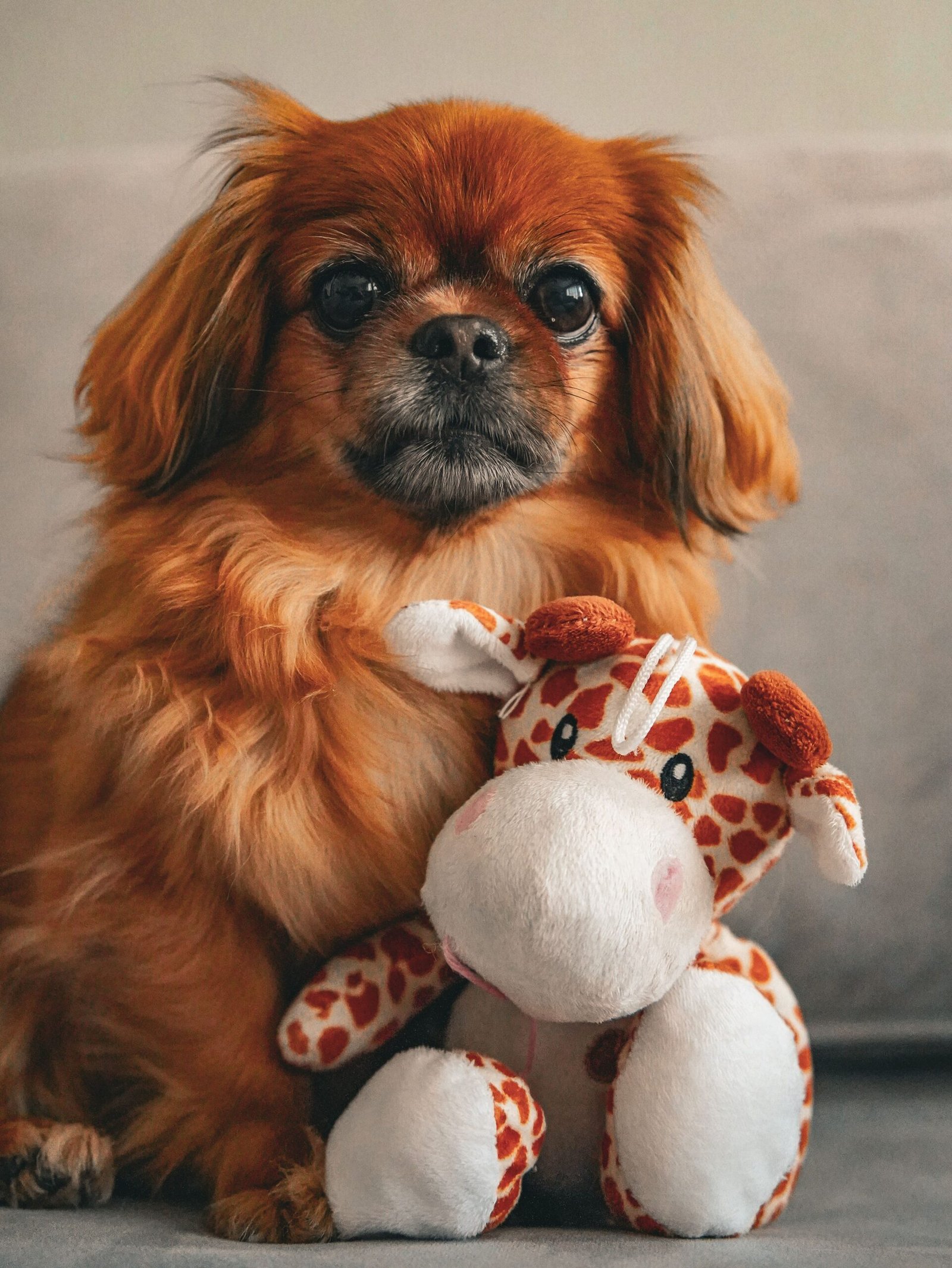 Cute Pekingese dog and giraffe plush toy on a sofa - a delightful home scene.